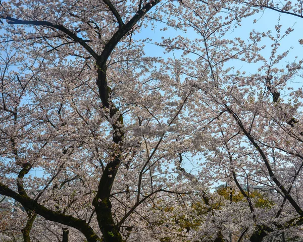 Kirschblüte (Hanami) in Kyoto, Japan — Stockfoto