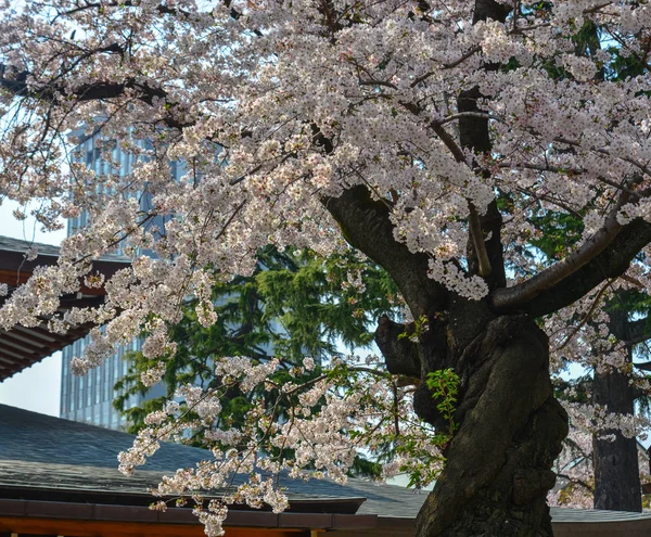 Kirschblüte (Hanami) in Kyoto, Japan — Stockfoto