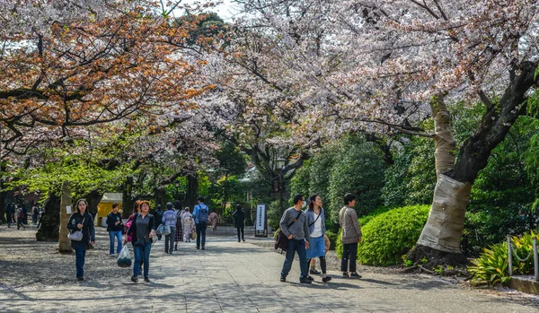 Menschen, die Kirschblüte (Hanami) genießen) — Stockfoto