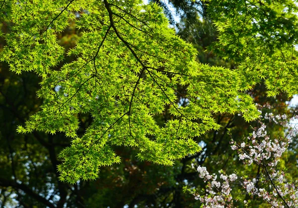 Groene esdoorn bladeren op de boom — Stockfoto