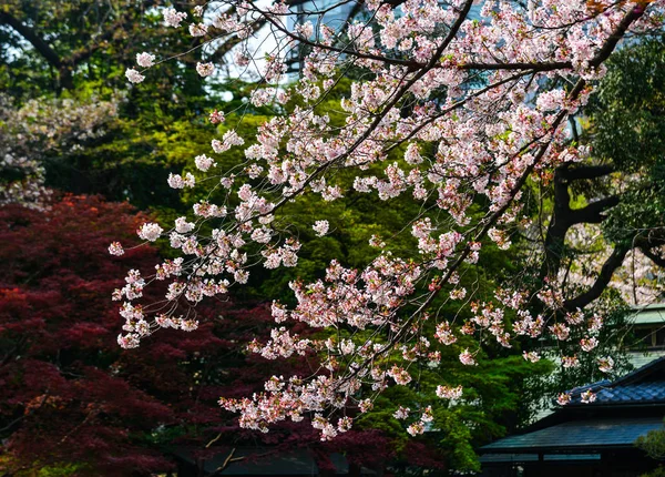 Flor de cereja (hanami) em Kyoto, Japão — Fotografia de Stock