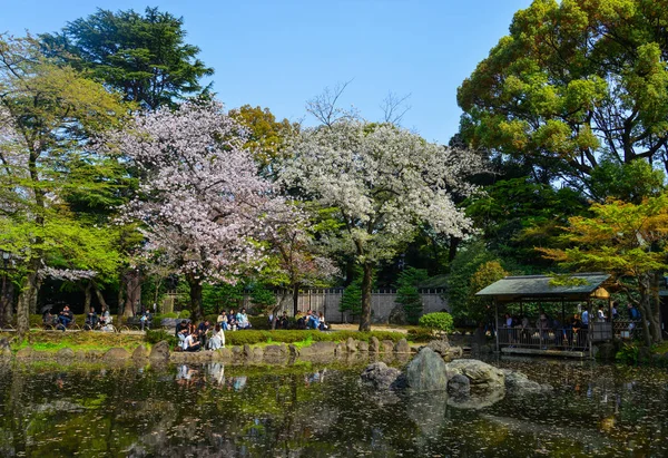 Persone che godono di fiori di ciliegio (hanami ) — Foto Stock