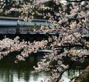 Cherry Blossom (Hanami)-Kyoto, Japonya