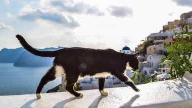 Beyaz Saray'da oturan bir kedi 