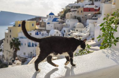 Beyaz Saray'da oturan bir kedi 