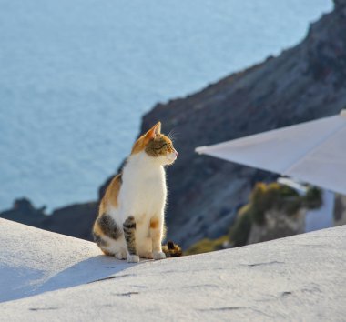Beyaz Saray'da oturan bir kedi 
