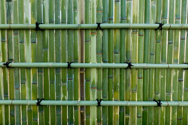 Parede de bambu fresco — Fotografia de Stock