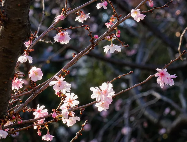 Flor de cerezo en el día soleado en primavera — Foto de Stock