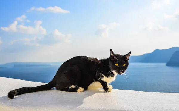 Un gato sentado en la casa blanca — Foto de Stock