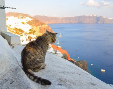 Beyaz Saray'da oturan bir kedi 