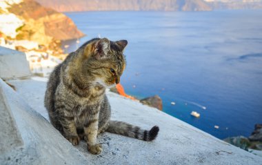 Beyaz Saray'da oturan bir kedi 