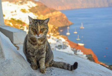 Beyaz Saray'da oturan bir kedi 