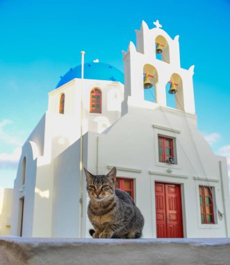 Kilisenin önünde bir kedi 