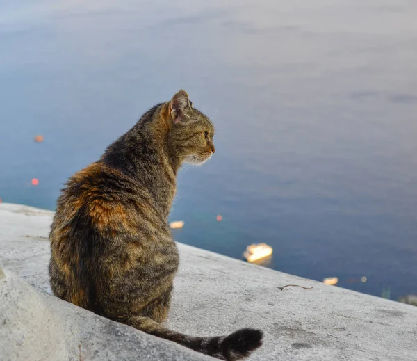 Un gato sentado en la casa blanca — Foto de Stock