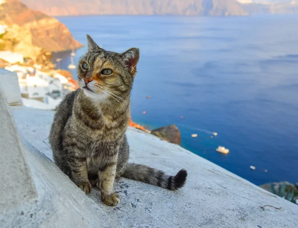 Un chat assis sur la maison blanche — Photo