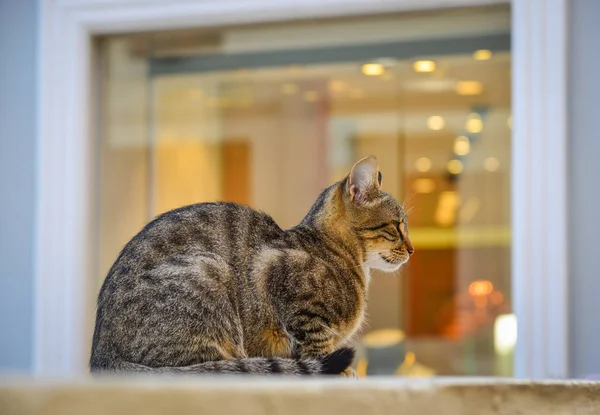 Eski şehirde dinlenen bir kedi — Stok fotoğraf