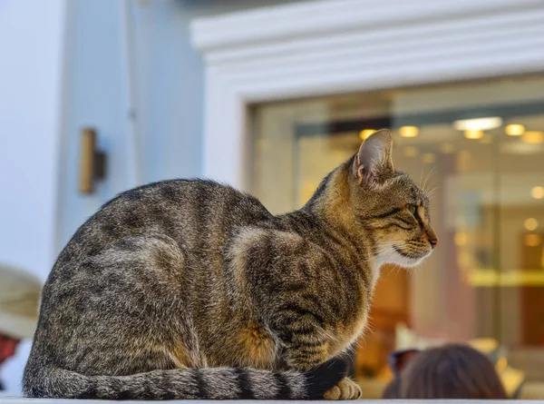 Eski şehirde dinlenen bir kedi — Stok fotoğraf