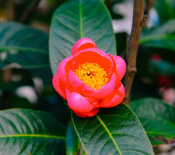 Pink Camellia flower blooming at garden — Stock Photo, Image