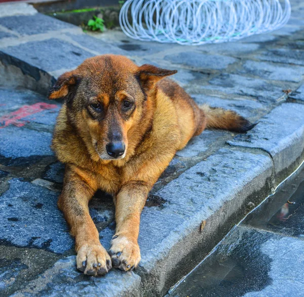 Um cão triste deitado na rua em Hoi An, Vietnã — Fotografia de Stock