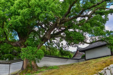 Büyük ağaçlar ile antik tapınak 