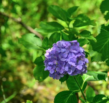Bir yaz gününde Hydrangea çiçek tam çiçek
