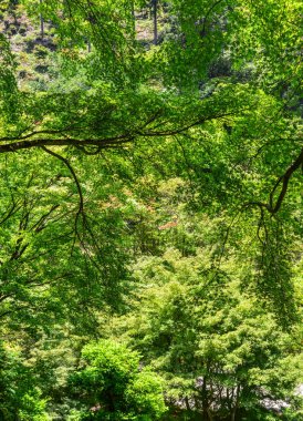 Japon bahçesinde pastoral manzara