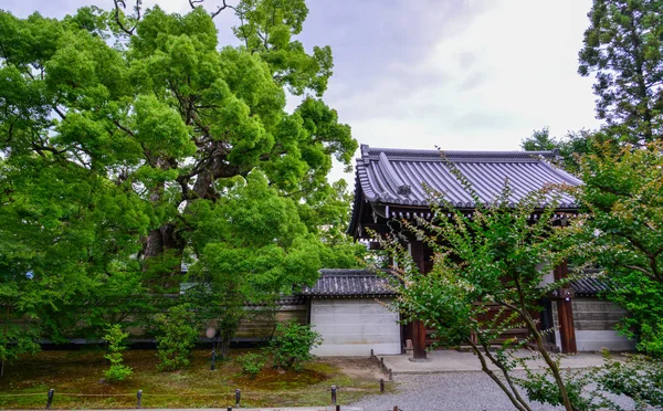 Antiguo templo con árboles enormes — Foto de Stock