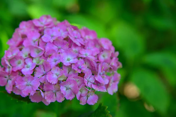Bir yaz gününde Hydrangea çiçek tam çiçek