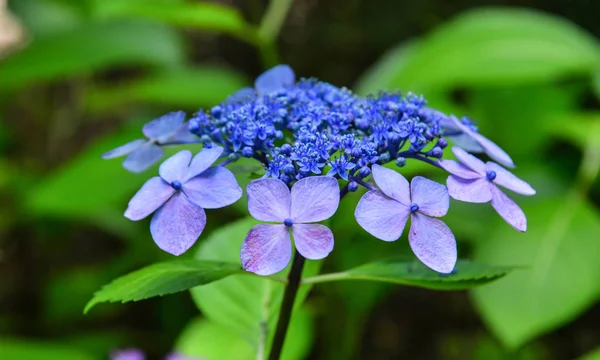 Hydrangea flower full bloom on a summer day — Stock Photo, Image