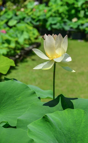 Plantas de lótus na lagoa no dia de verão — Fotografia de Stock