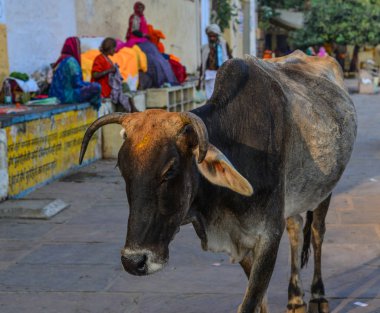 Pushkar sokakta Kutsal, Hindistan 