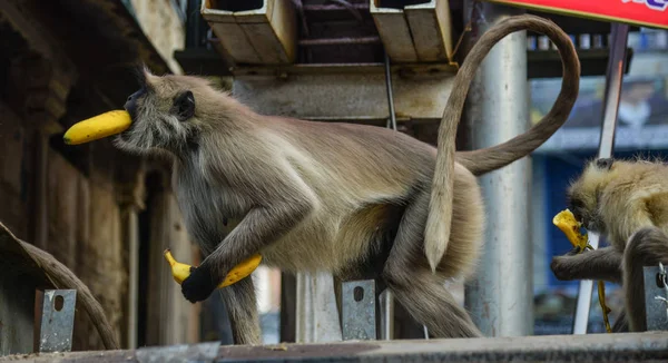 プシュカルの路上で猿, インド — ストック写真