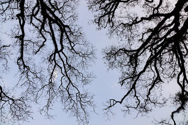 Alberi secchi sotto il cielo blu — Foto Stock