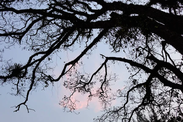 푸른 하늘 아래 말린 나무 — 스톡 사진