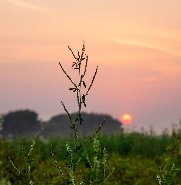 Sunset on the field — Stock Photo, Image