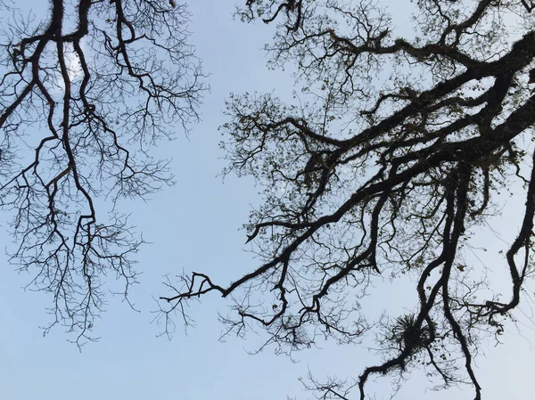 青空の下の乾燥した木々 — ストック写真