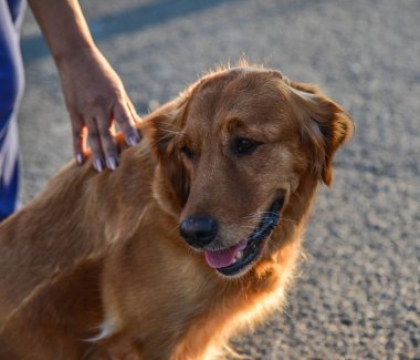Bir sevimli Golden Retriever kare üzerinde oynuyor 