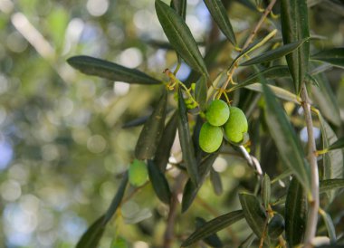 Meyveli zeytin ağacı 