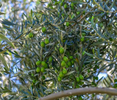 Meyveli zeytin ağacı 