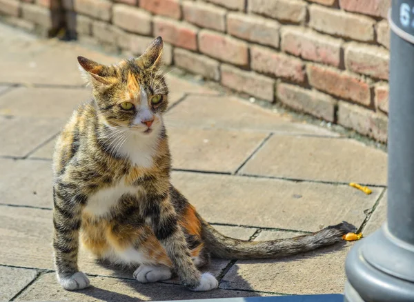 Un bonito gato relajándose en la carretera — Foto de Stock