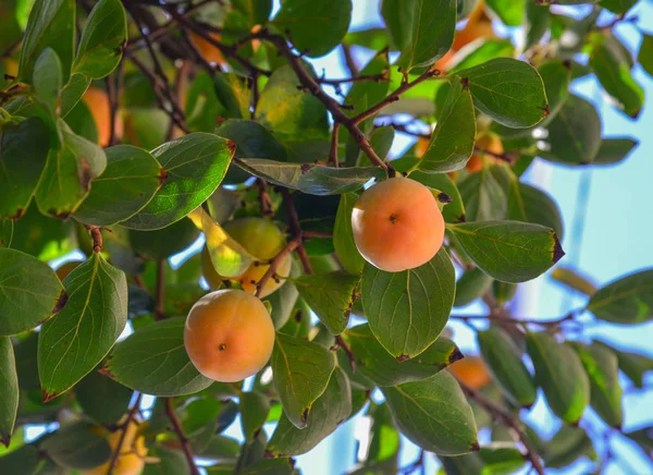 Persimon frukt på träd — Stockfoto