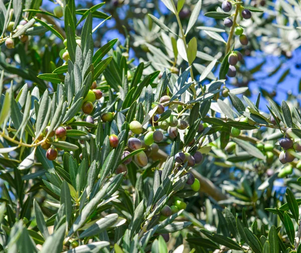 Оливковое дерево с фруктами — стоковое фото