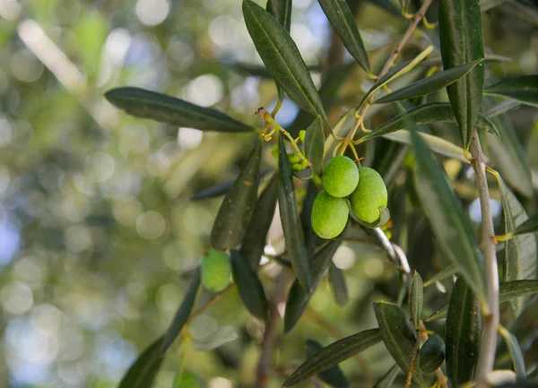 Olivo con frutas — Foto de Stock