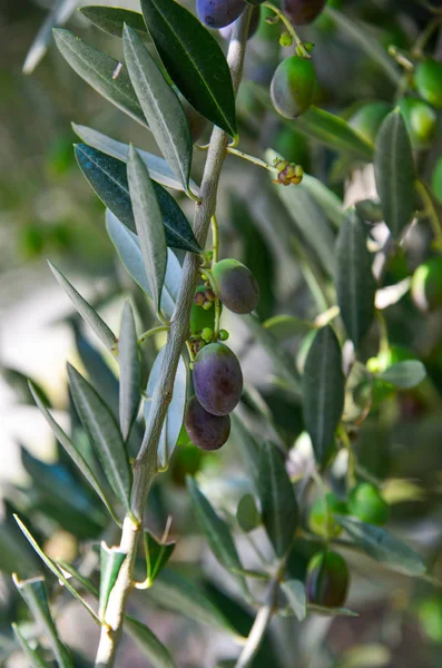Оливковое дерево с фруктами — стоковое фото