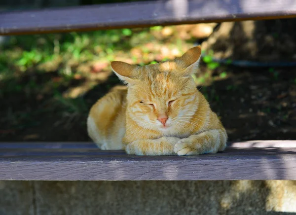 Yolda dinlenen güzel bir kedi — Stok fotoğraf
