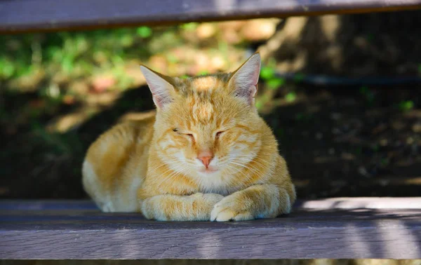 Un bonito gato relajándose en la carretera — Foto de Stock