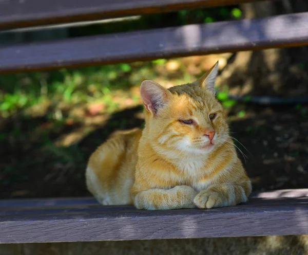 Un bel gatto che si rilassa su strada — Foto Stock