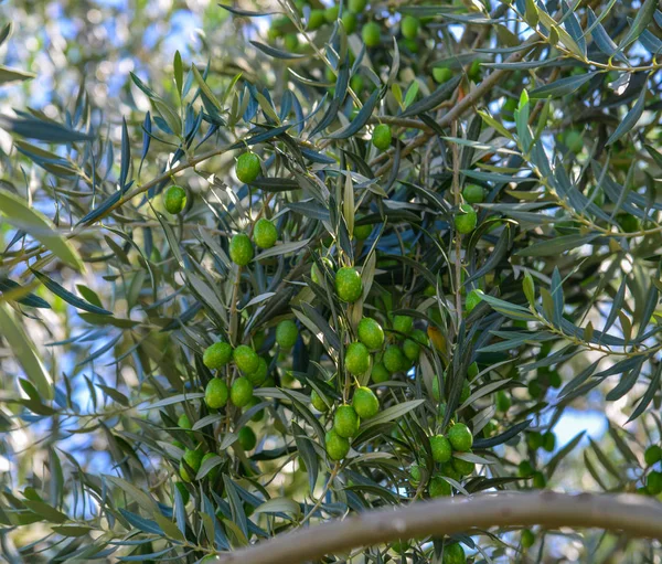Meyveli zeytin ağacı 