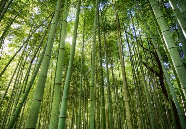 Kyoto'daki Arashiyama'da bambu korusu, Japonya