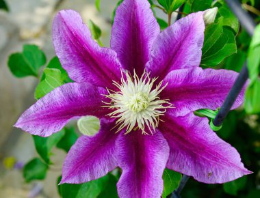 Aşıkağa Çiçek Parkı'nda çiçek açan çiçekler